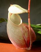 Nepenthes globosa 2